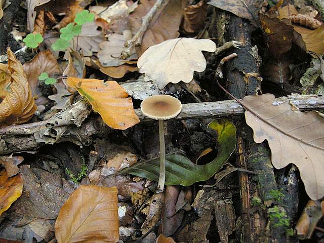 Pluteus mammifer  Romagnesi